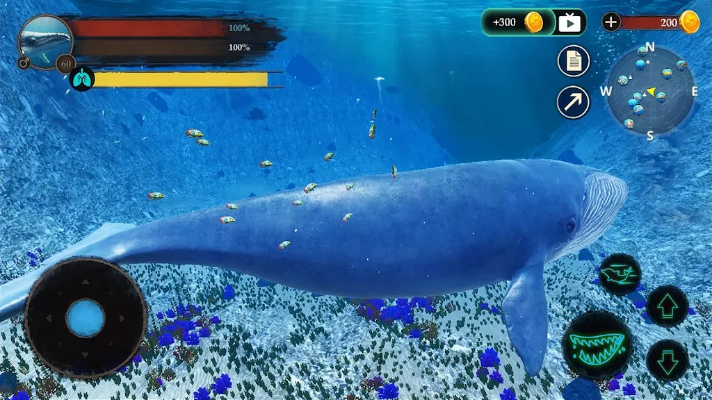 The Blue Whale