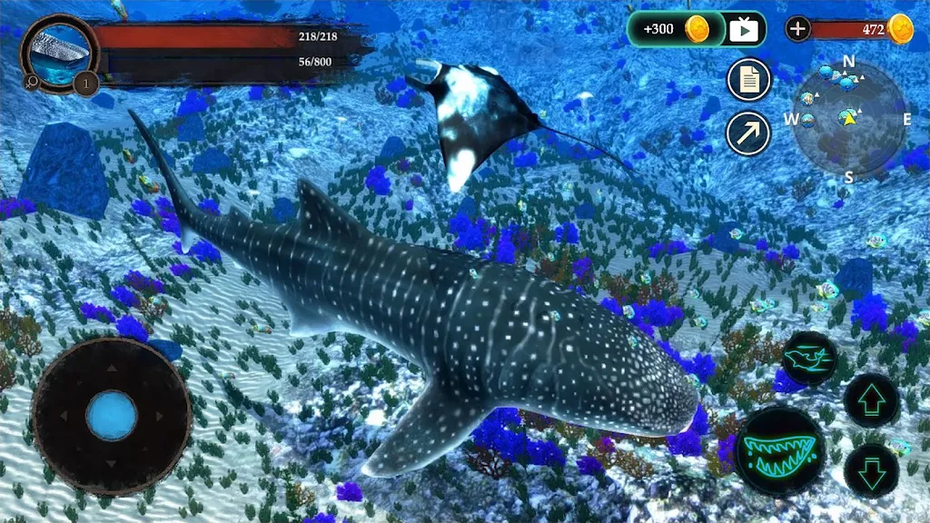 The Whale Shark