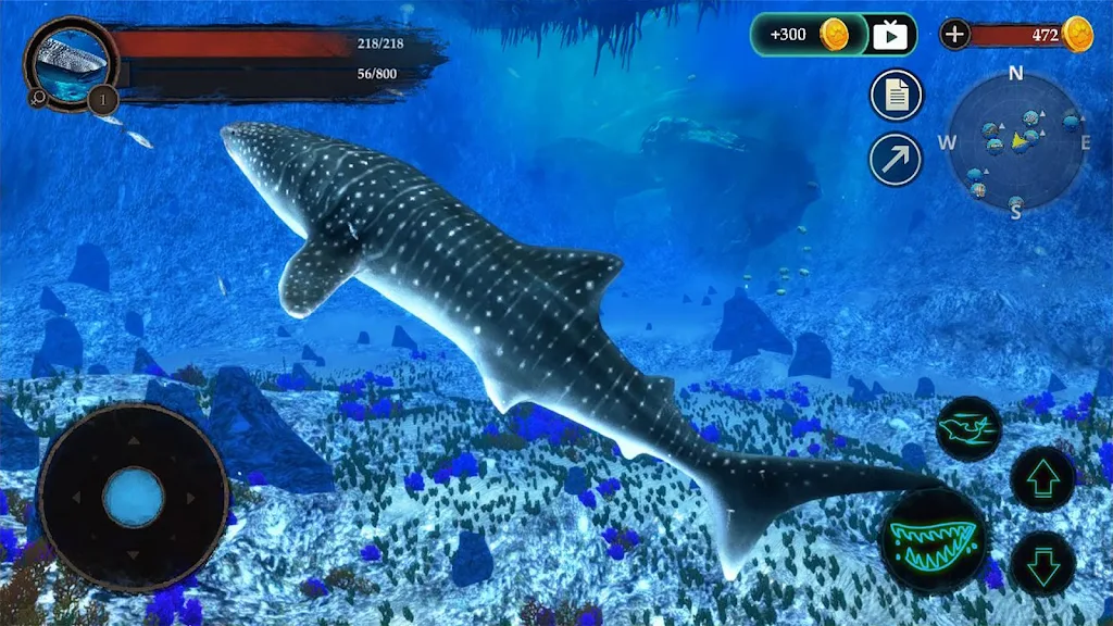 The Whale Shark