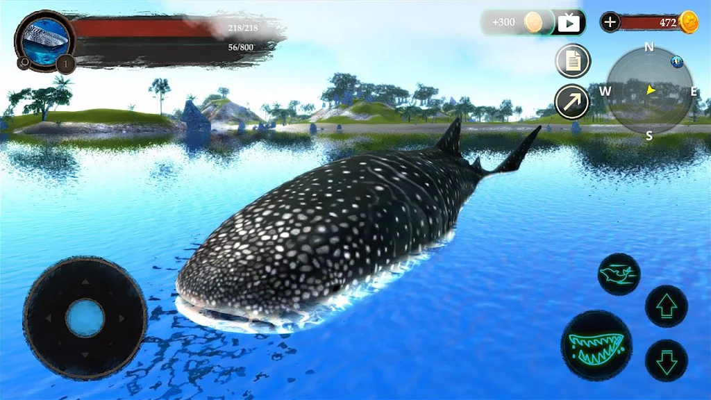 The Whale Shark