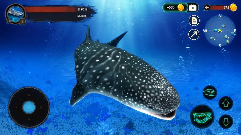 The Whale Shark