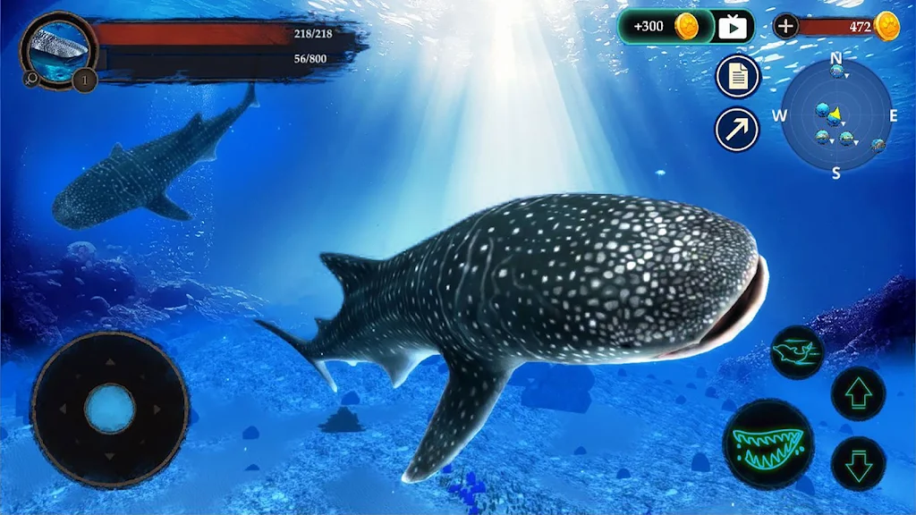 The Whale Shark