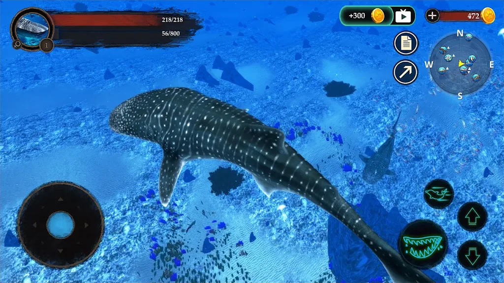 The Whale Shark