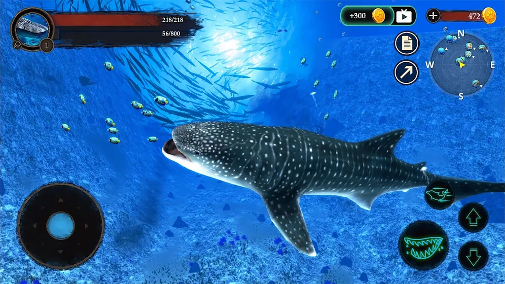 The Whale Shark