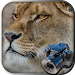 Hidden Animals: Photo Hunt